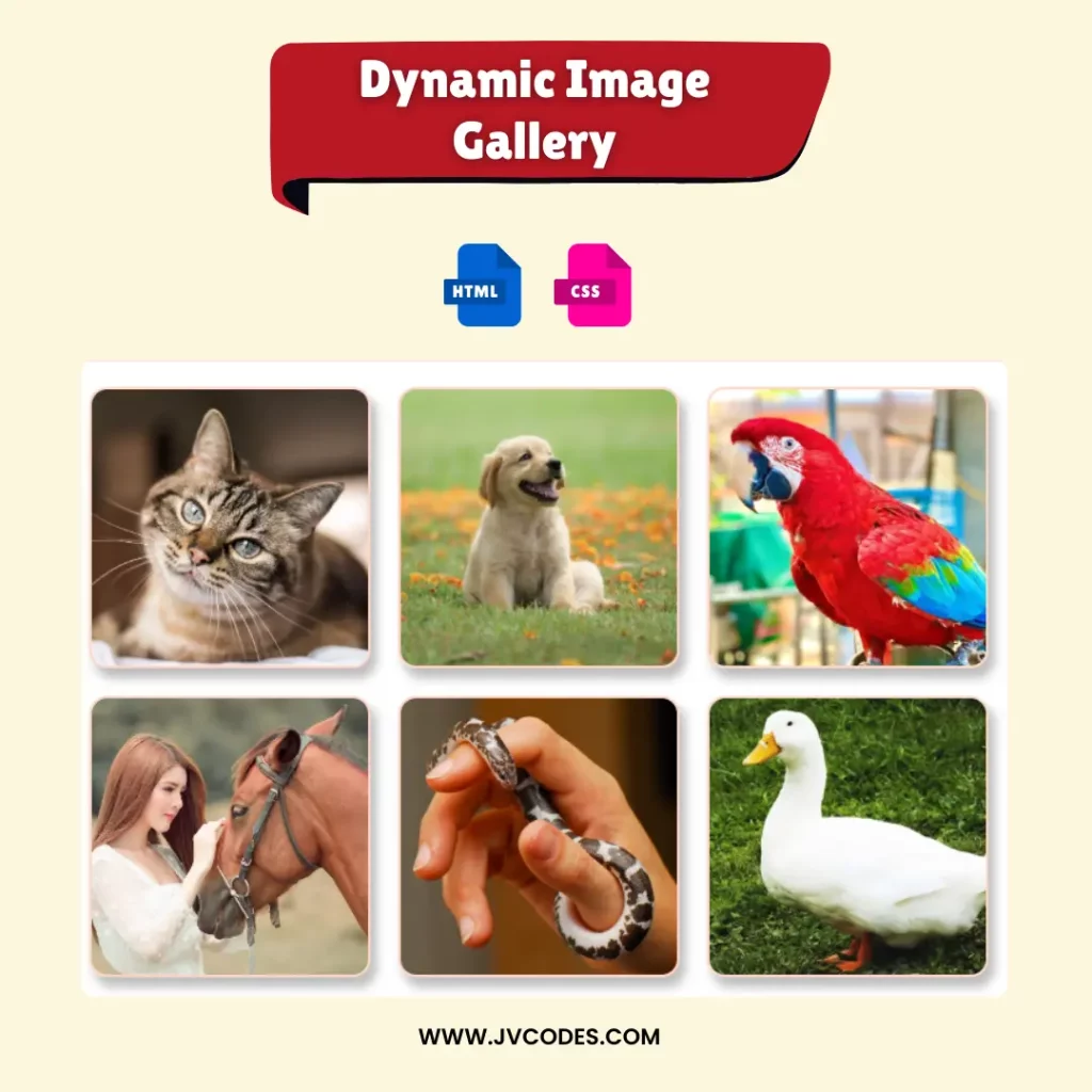 Dynamic Image Gallery